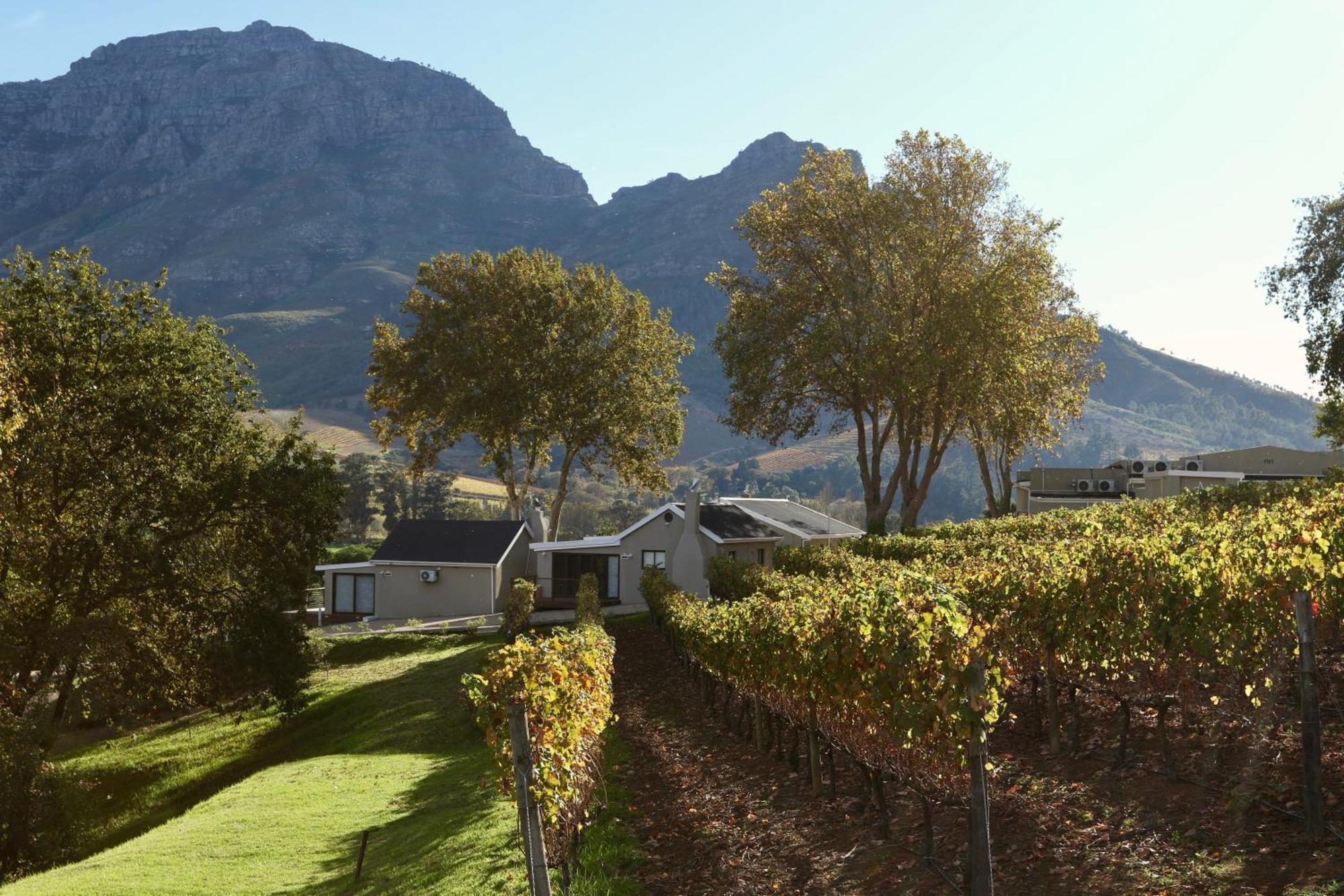 Alluvia Boutique Winery & Luxury Accommodation ستيلينبوش الغرفة الصورة Wine estate in Stellenbosch